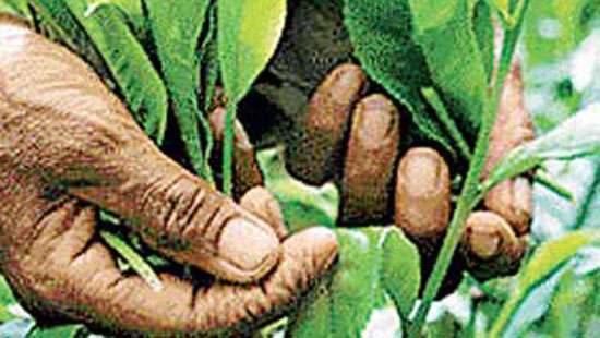 Colombo Tea Auction prices undergo correction