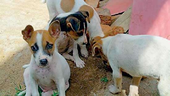 Animal welfare activists accuse the BMICH management of inhumane treatment of community dogs