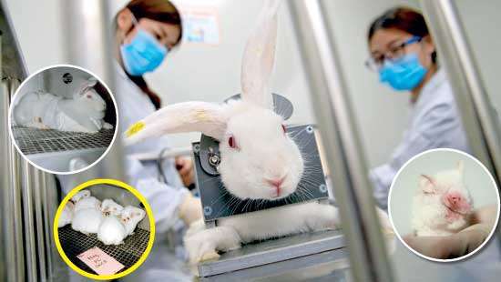 BEAUTIES AND BEASTS:  Cosmetic testing on animals – a necessary evil or outdated science?