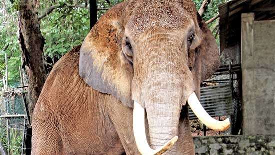 The Story of Joa  the African Elephant