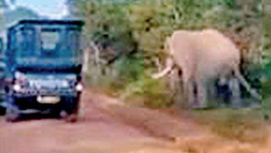 TUSKER HARASSED IN YALA