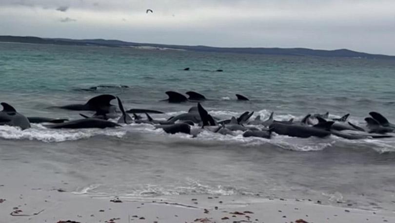 PHOTOS: Super Pod of 200 Pilot Whales Die in Mass Stranding in Australia