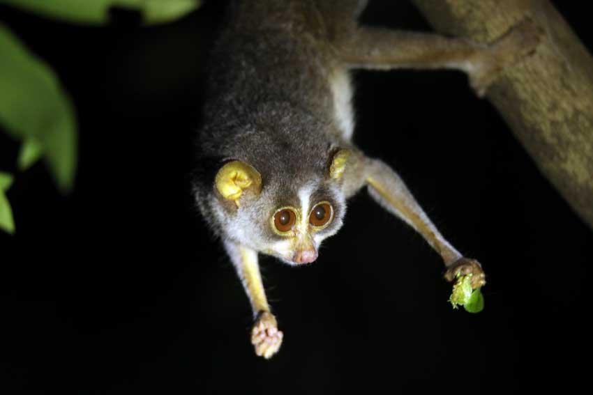 Loris Conservation Project at Jetwing Vil Uyana turns twelve. - The Weekend  Online | Daily Mirror