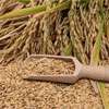 Govt. has purchased over 1,900 metric tons of paddy since July