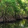 Sri Lanka calls for Asia-Pacific support for blue carbon and climate action frameworks