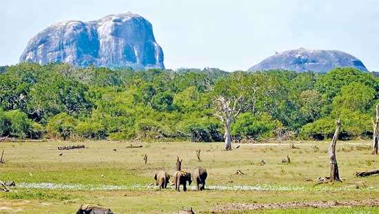 Site survey near Akasa Chaitya: Is it the end of Yala?