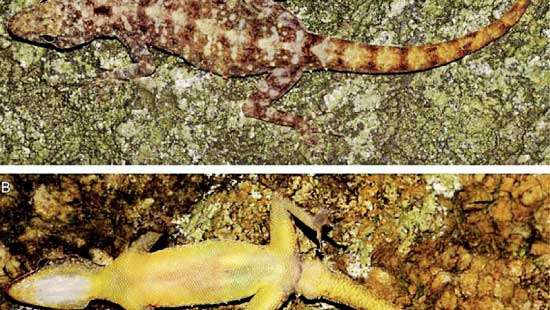 two new species of geckos found in SL