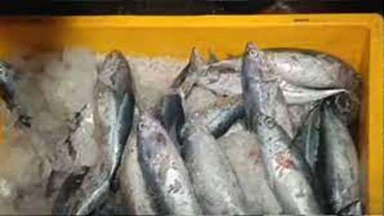 Man transporting over 5 tonnes of stale fish in lorry arrested in Negombo
