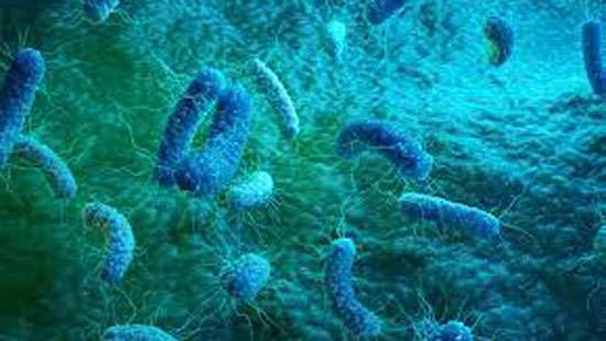 Bacteria that caused complication not found in pre-shipment samples: Health Ministry