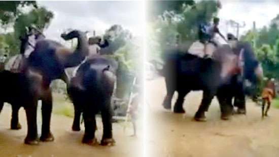 Safari elephant turns aggressive and attacks and kills Mahout