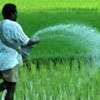 Fertiliser subsidy for paddy farmers increased from October 1