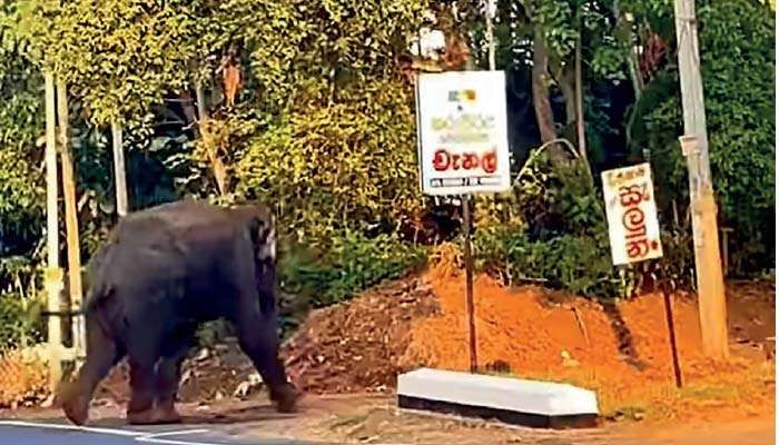 Wild elephants roam, school children on holiday