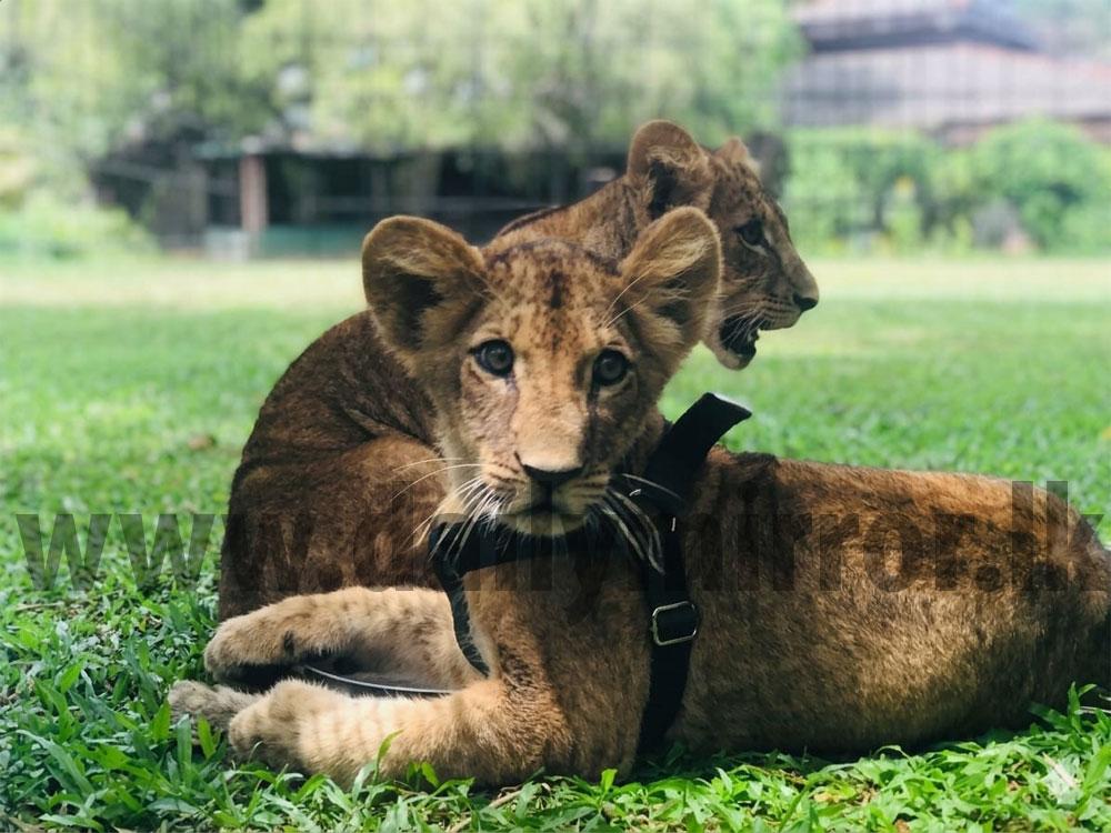 Public to be invited to name new lion cubs - Breaking News | Daily Mirror