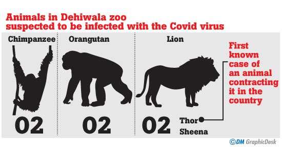 Another four animals suspected to be COVID positive - Wildlife Protection State Minister