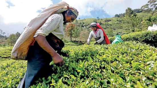 Marking International Tea Day Exploring practical solutions to sustain Sri Lanka’s tea industry