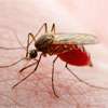 Rainfall fuels rise in dengue and leptospirosis cases: Expert