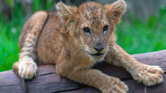 Lion cub for public viewing from tomorrow at Ridiyagama Safari Park