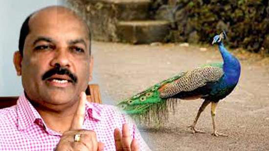 Even peacocks should be exported: Range Bandara