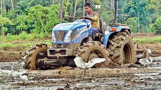 Paddy farmers gear up for Maha season boost