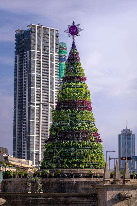 Christmas tree made of vegetable plants
