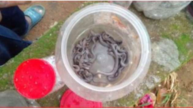 30 snakelets found in outdoor classroom at a school in Kurunegala