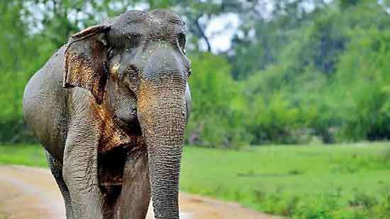 Encounter with a wounded elephant