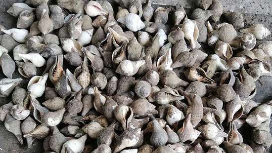 Attempt to export 21,480 conch shells illegally foiled: Customs
