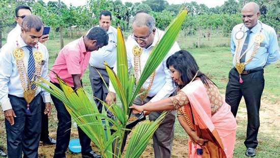 Haycarb plans to plant 100, 000 coconut trees in Northern region
