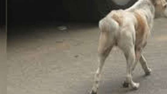 Stray dog enters Covid treatment centre, bites three women