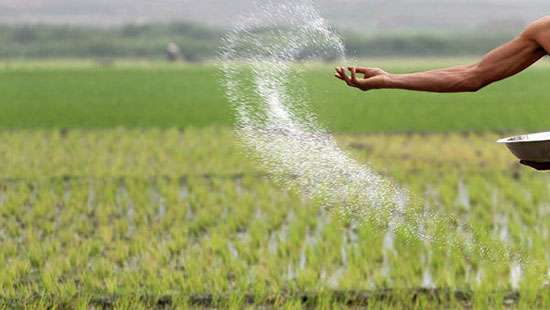 Release hidden chemical fertilizer stocks to wholesale market: Govt. tells traders