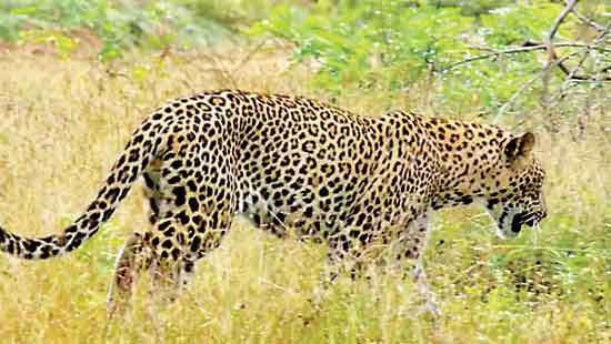 Kumana National Park: A haven for leopards
