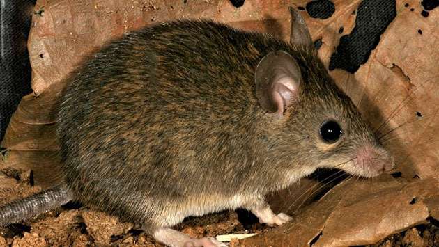New species of Spiny mouse discovered in Sri Lanka’s Dumbara mountain range