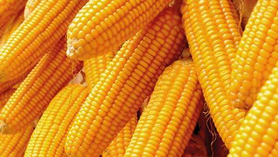 Poultry industry charges import ban only helps maize mafia, not farmers