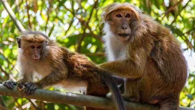 Operation room established for animal census on Saturday