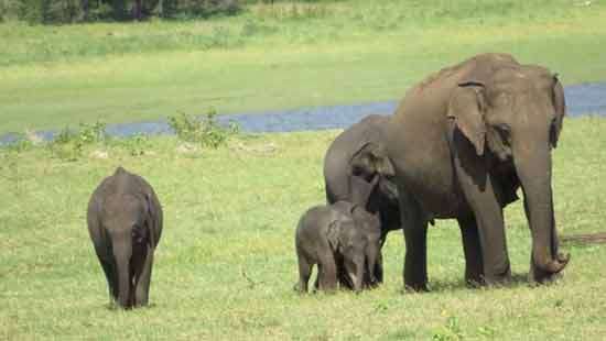 Twin calves at Minneriya National Park