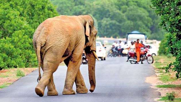 Human-Elephant Conflict claims over 250 lives in six months