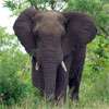 Wildlife crisis deepens as 239 elephants killed in eight months