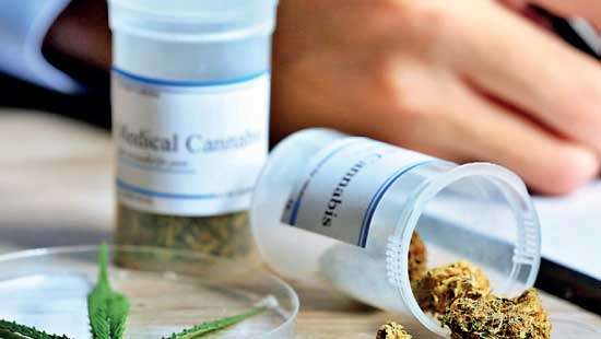 Open Letter to the Policy Makers of Sri Lanka Reconsidering the  cannabis cultivation project for export