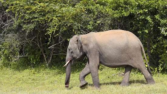 Over 370 jumbos perish in 2024