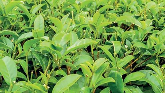 Higher tea offerings meet fair demand at weekly auction