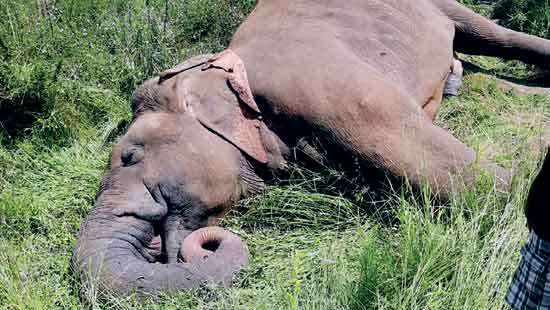 Wild elephant electrocuted