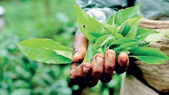 Tea auction offering crosses 6 mn Kgs this week