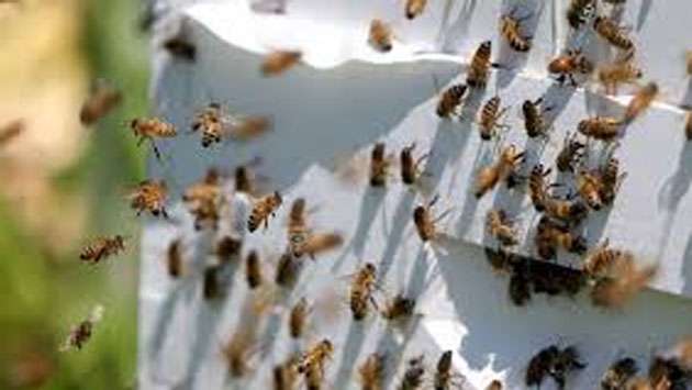 Wasp attack hospitalises 10 schoolchildren