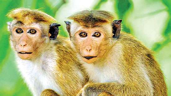 Great possibility that these Toque monkeys will end up in labs