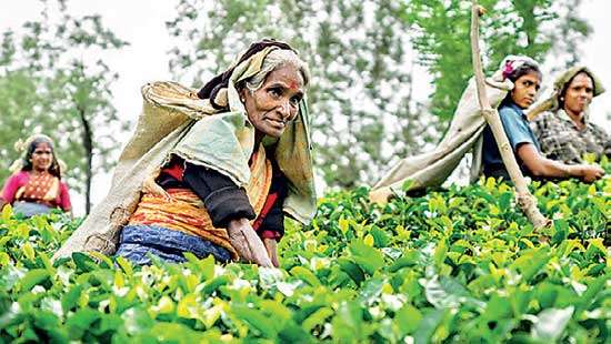 Big win for plantation workers as president announces Rs.1,700 daily wage hike