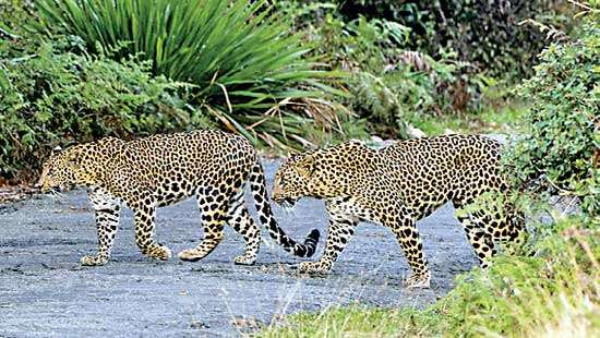 Leopards our adaptable neighbours