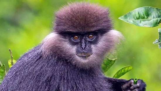 Purple-faced leaf monkeys risk death with daring rooftop travels: Primatologist