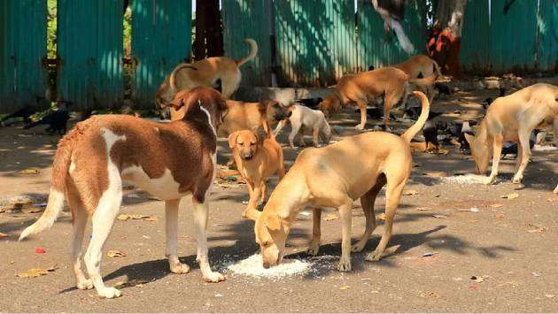 Stray dogs to be removed from Anuradhapura ahead of Modi’s visit: Veterinarians