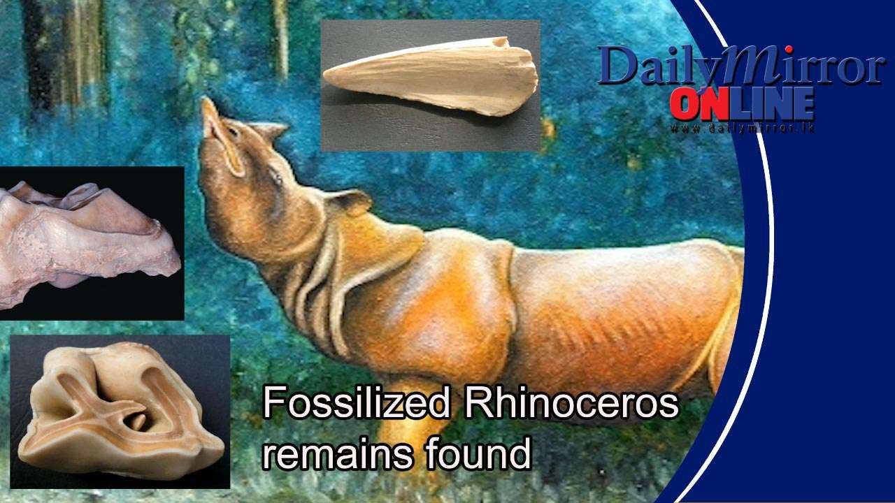 Fossilized Rhinoceros remains found