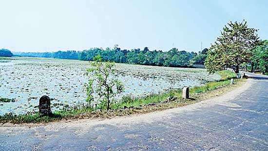 Elevated Expressway via Thalangama Wetland Govt. speeding past  environmental roadblocks?